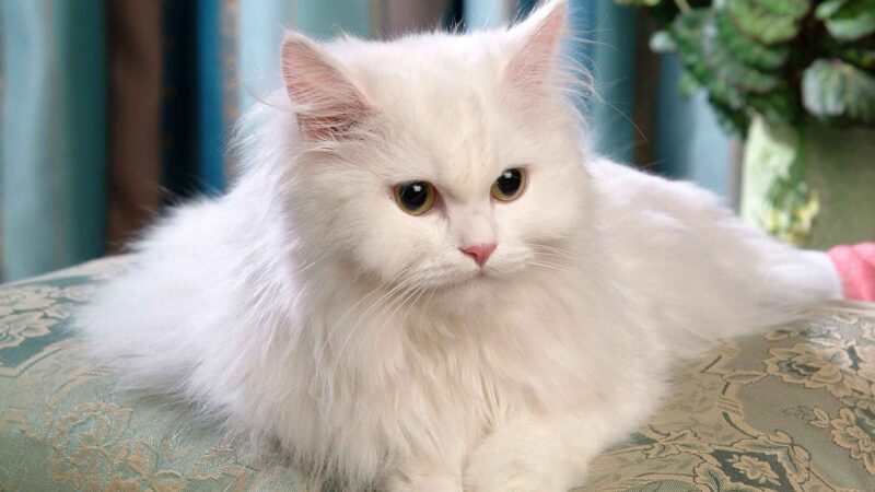 Best Ways Of Taking Care Of Your Persian Cats At Home