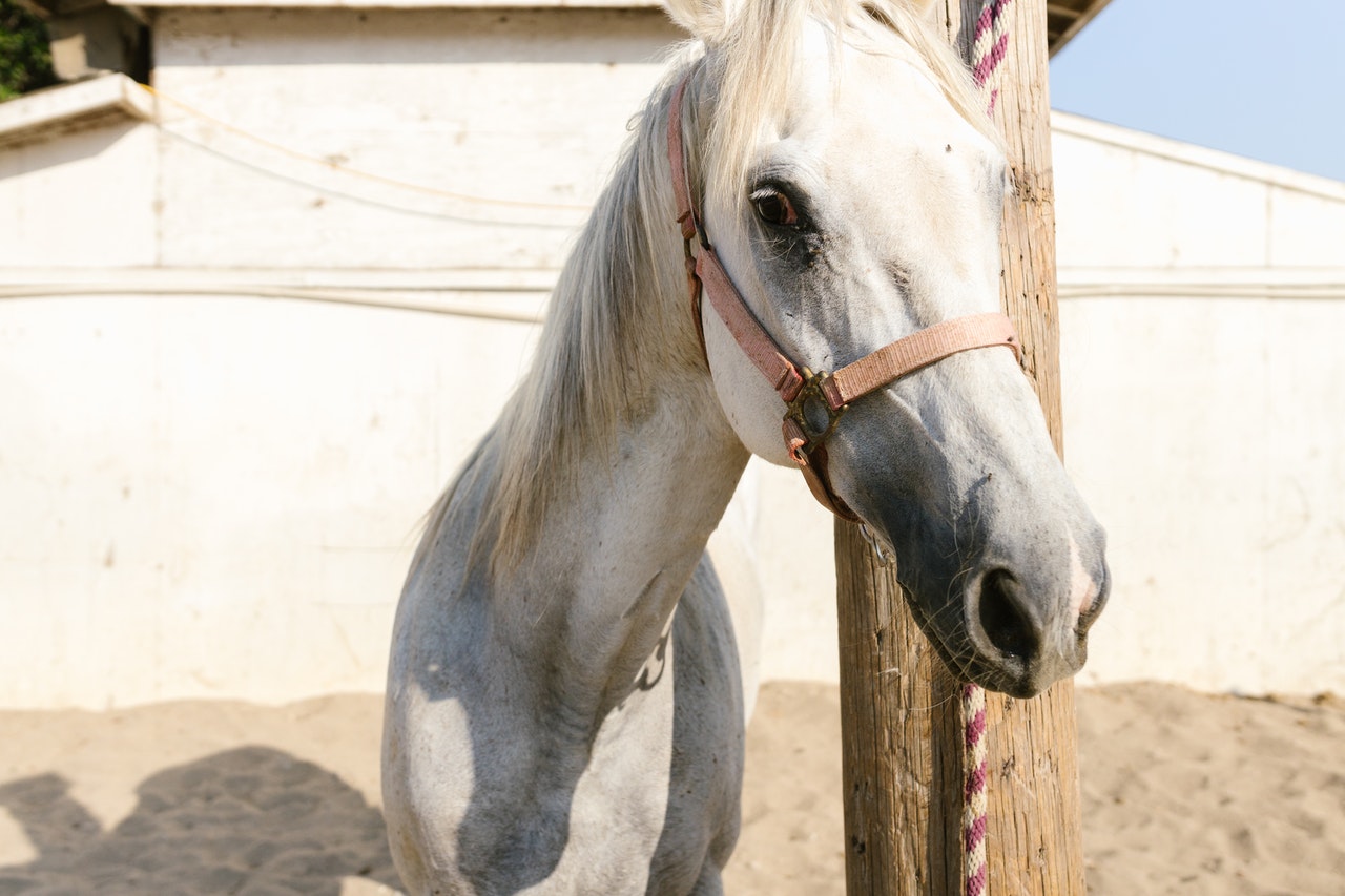Common Signs of Illness in A Horse