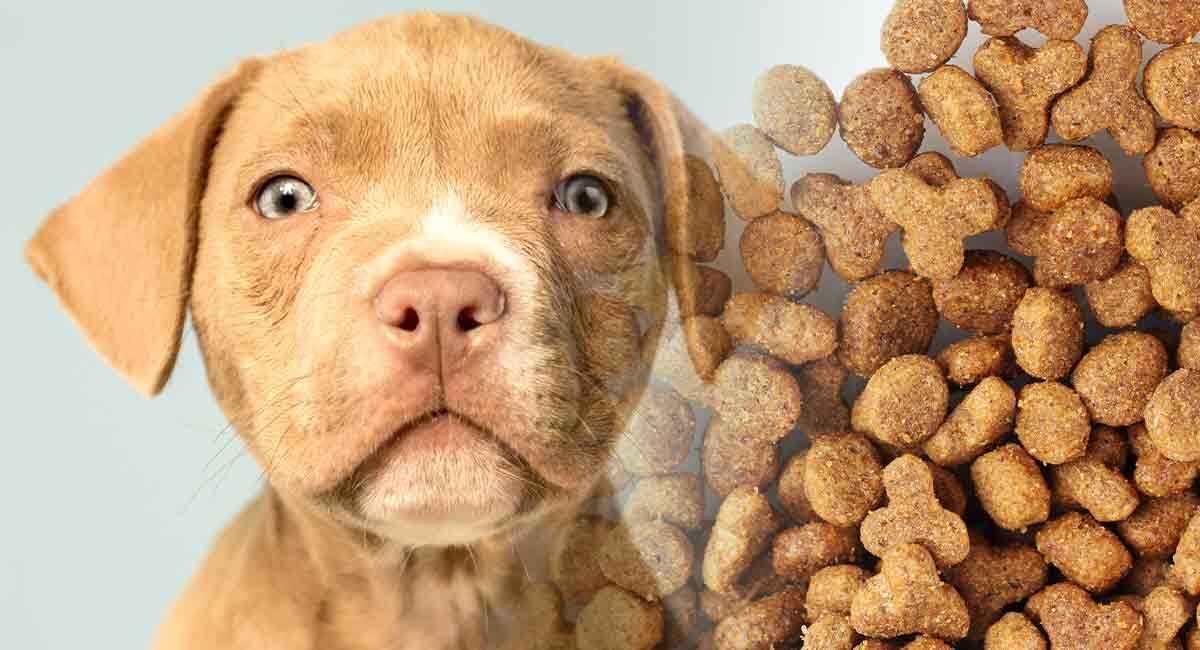 The Dangers of Feeding Your Dog Dry Dog Food: Why Is It Unhealthy?